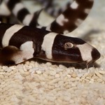 Banded Cat Shark