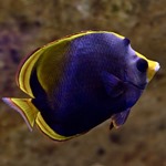 Dusky Butterflyfish