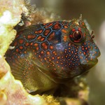 Tessellated Blenny