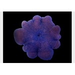 Ultra Haddon's Carpet Anemone