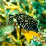 Blue Spotted Boxfish