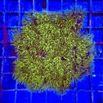 Ultra Green Star Polyp Colony