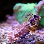 Scooter Blenny