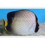 Indian Vagabond Butterflyfish