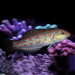 Timor Wrasse