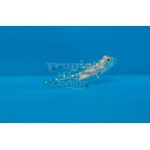 Tangaroa Shrimp Goby