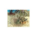 Zebra Lionfish