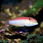 Vivien's Leopard Wrasse