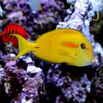 Orange Shoulder Tang