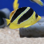 Mitratus Butterflyfish