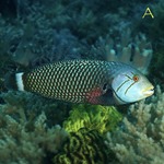 Dragon Wrasse