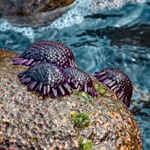 Armadillo Urchin