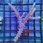 Oz Acropora Colony