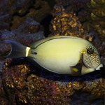 Freckle Face Tang