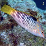 Checkerboard Wrasse