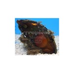 Bamboo Shark Egg