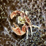 Spotted Anemone Crab