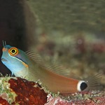 Goldstreak Blenny