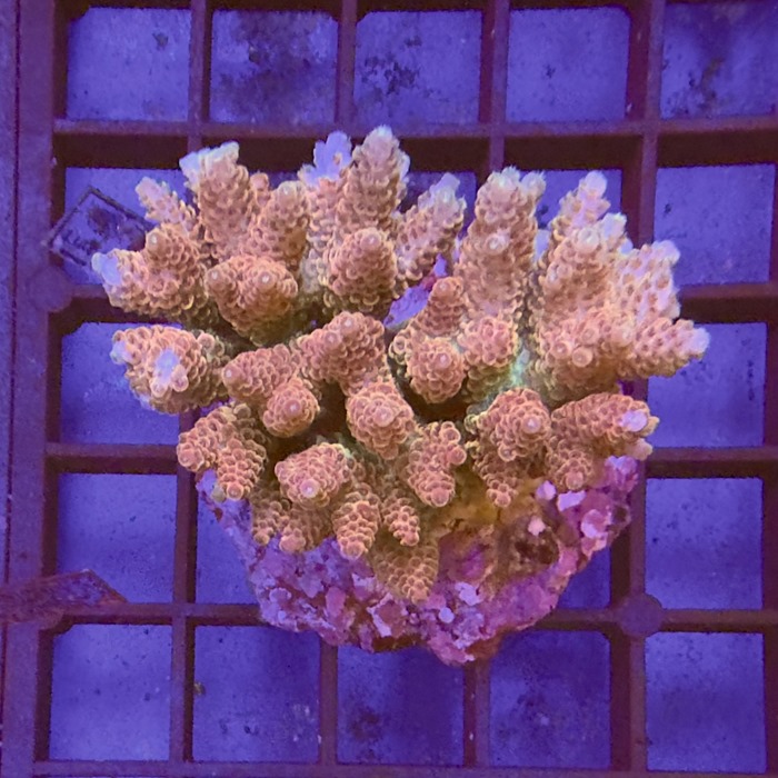 Acropora Colony | Rock N Critters