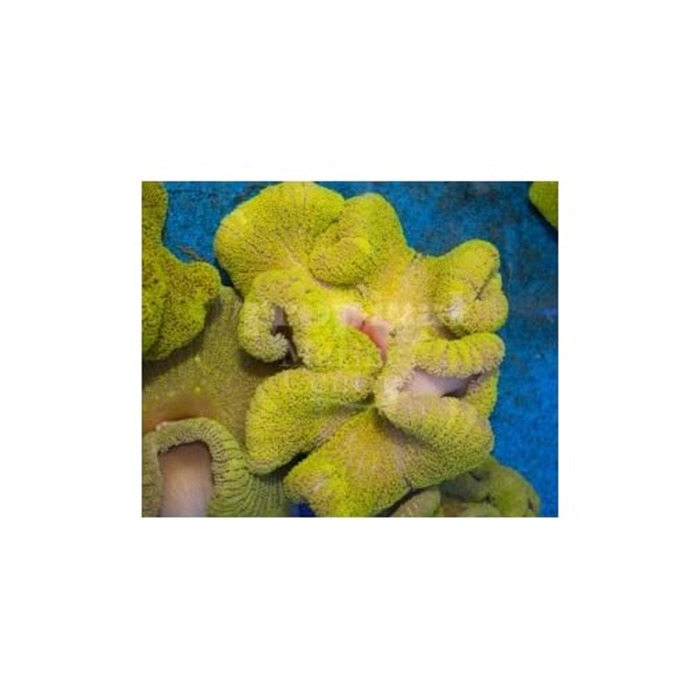 Green Carpet Anemone Rock N Critters