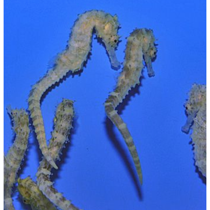 Tiger Seahorse N Tail Critters | Rock