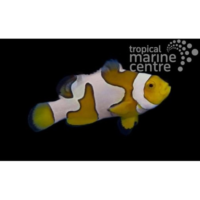 Designer clownfish for sales sale