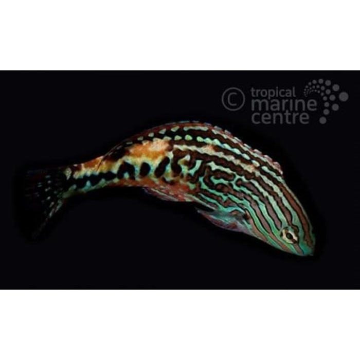 Peacock Leopard Wrasse Rock N Critters