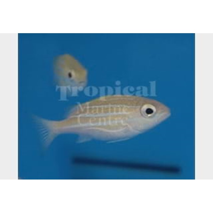 Blue discount aquarium fish
