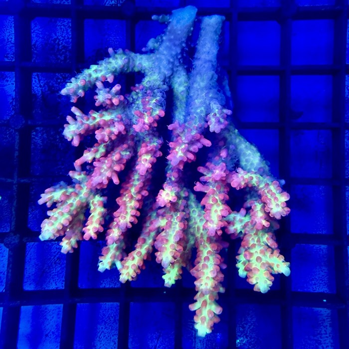 Strawberry Shortcake Acropora Rock N Critters