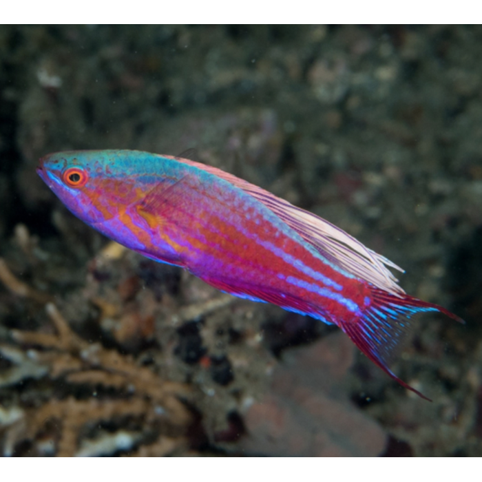 Flasher wrasse care hotsell