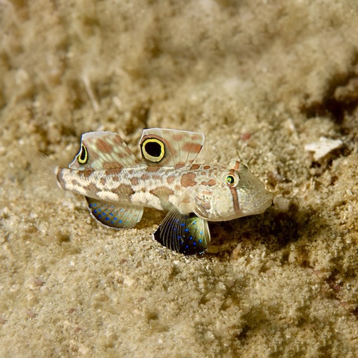 Two spot goby care sale