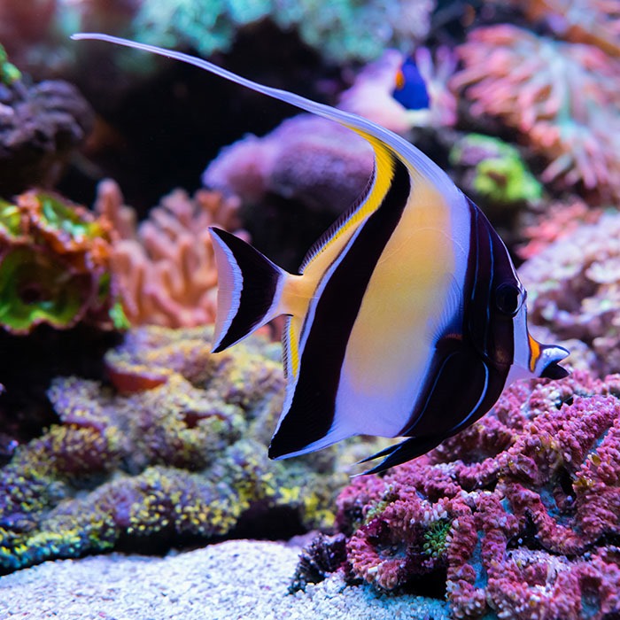 Moorish idol care outlet