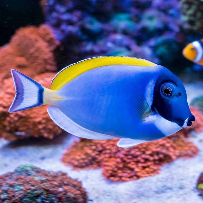 Powder Blue Tang - For The Fishes