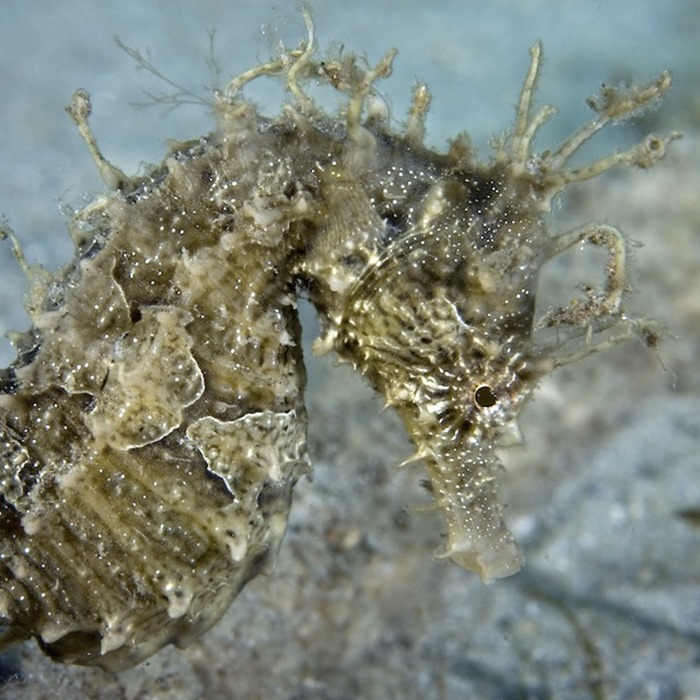 Lined Seahorse Rock N Critters