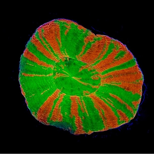 Candy apple scolly coral for sale