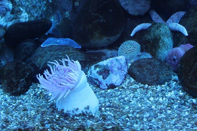 Cloudy water in marine aquarium