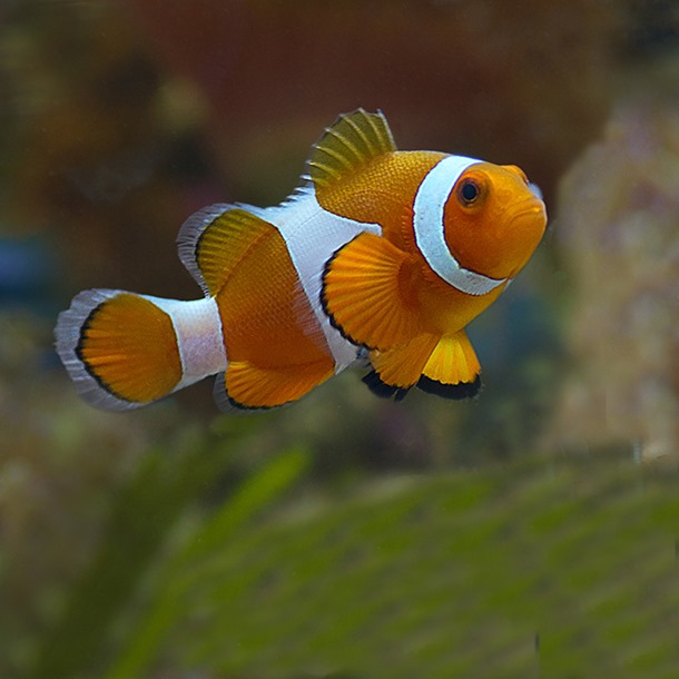 Common clownfish