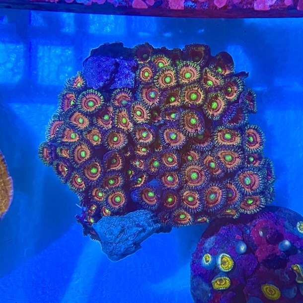 Coral colony