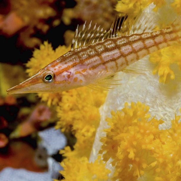 Longnose hawkfish