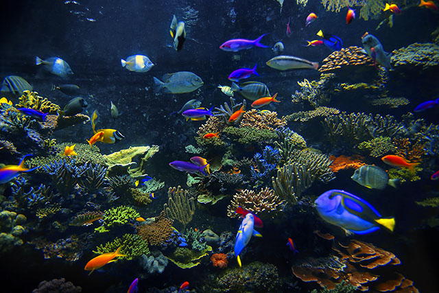 How many marine fish in an aquarium?