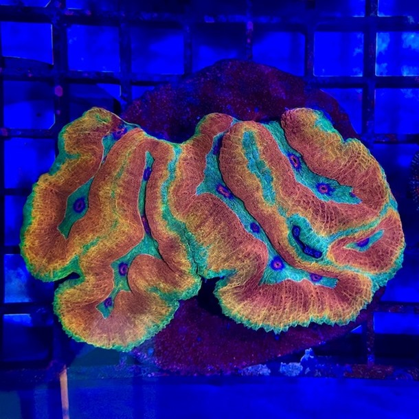 Orange green lobo coral for sale