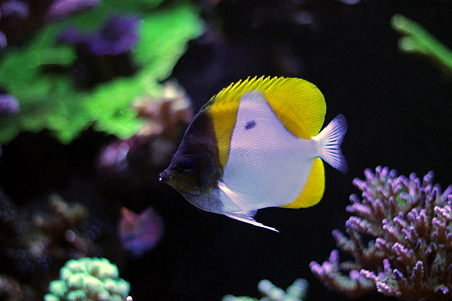 Sick marine fish