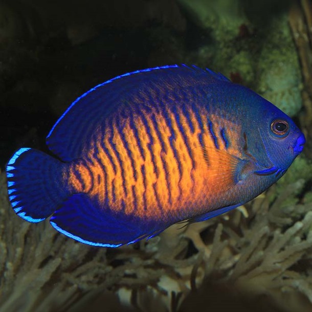 Coral beauty dwarf angel fish