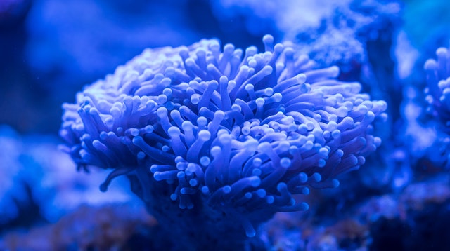  What's the Difference Between SPS, LPS and Soft Corals? 