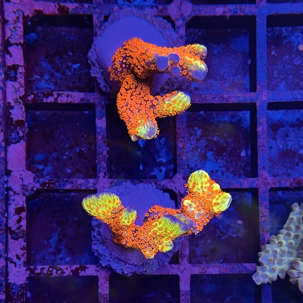 Forest fire montipora coral for sale